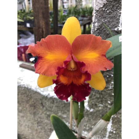 Blc. Nobile’s Tropical Sunset ‘Kinriu’