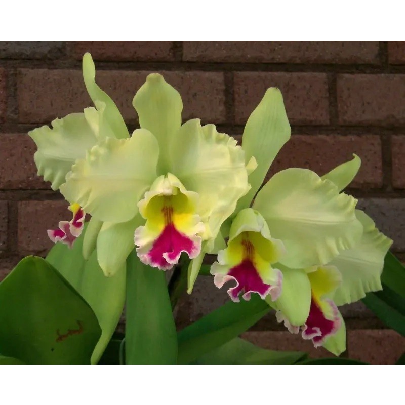 Blc. Memoria Helen Brown ‘Sweet Afton’