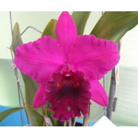 Lc. João Paulo Fontes ‘Extra’