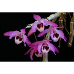 Dendrobium parishii