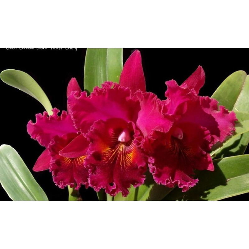 Blc. Chia Lin ‘New City’