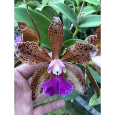 Blc. Waianae Leopard x Cattleya guttata