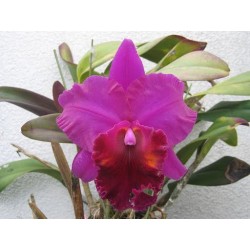 Blc. China Lady ‘Orchis’