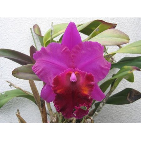 Blc. China Lady ‘Orchis’