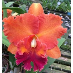 Blc. Miriam Suzuki ‘Orange Crush’