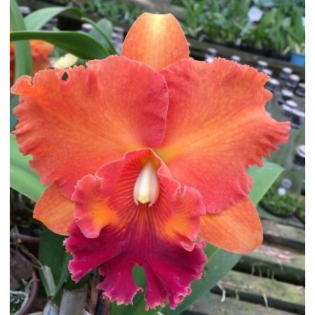 Blc. Miriam Suzuki ‘Orange Crush’