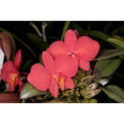 Sophronitis brevipedunculata (montada)