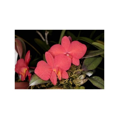 Sophronitis brevipedunculata (montada)