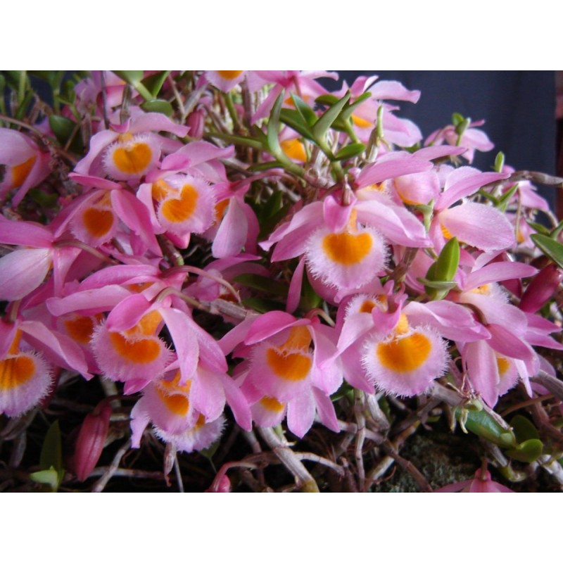 Dendrobium loddigesii
