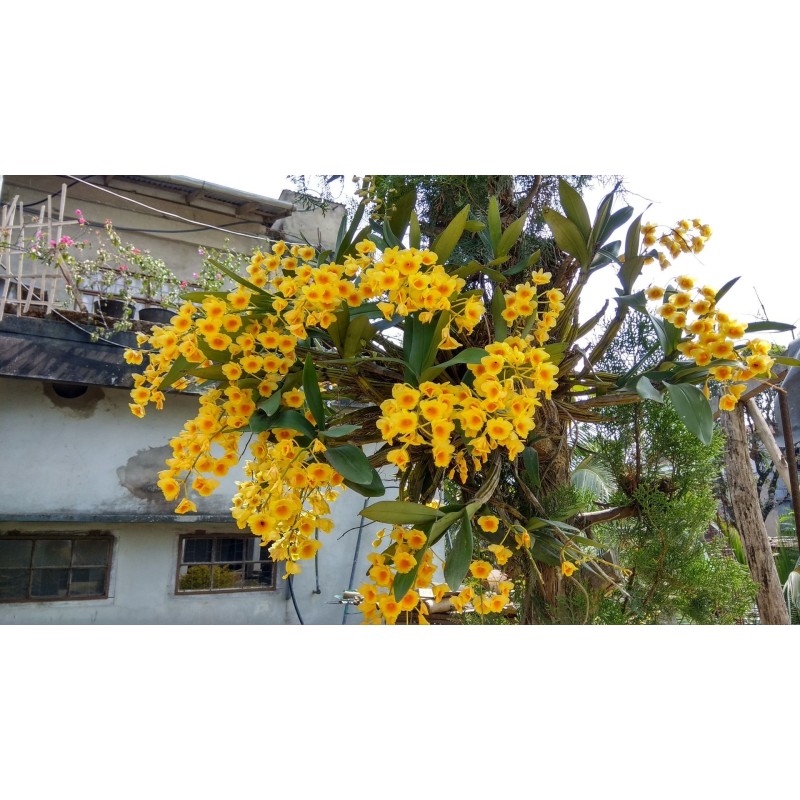 Dendrobium chrysotoxum