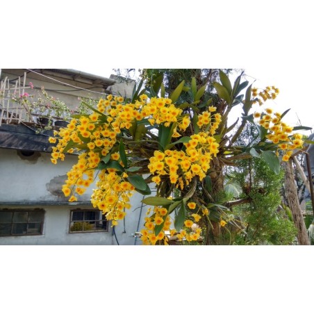 Dendrobium chrysotoxum