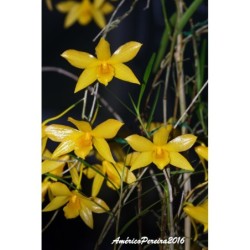 Dendrobium hancockii