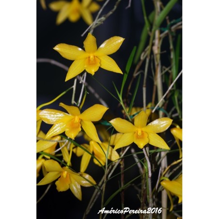 Dendrobium hancockii