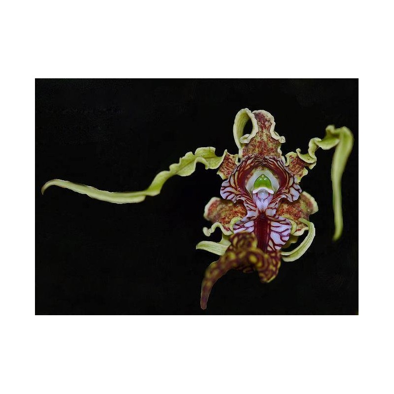 Dendrobium spectabile