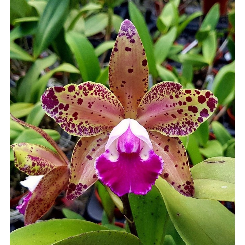 Blc. Durigan ‘Big Spots’