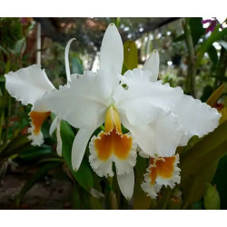 CATTLEYA PERCIVALIANA ALBA X ALBA