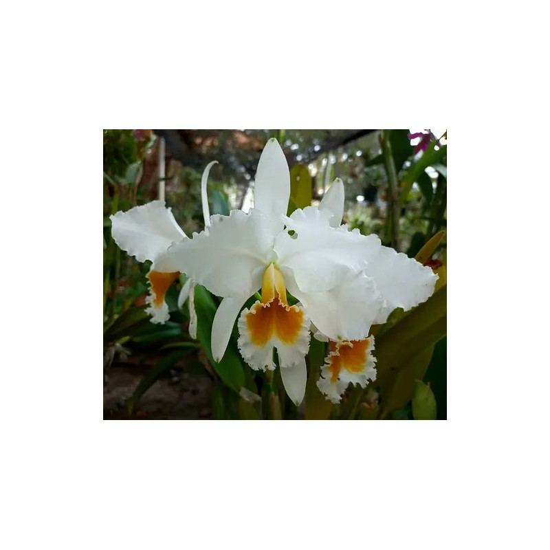 CATTLEYA PERCIVALIANA ALBA X ALBA