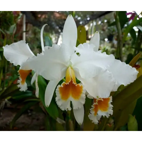 CATTLEYA PERCIVALIANA ALBA X ALBA