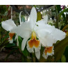 CATTLEYA PERCIVALIANA ALBA X ALBA