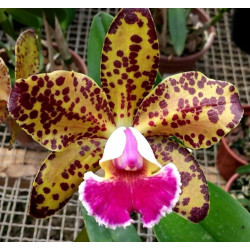 BLC. DURIGAN ' ARIES'