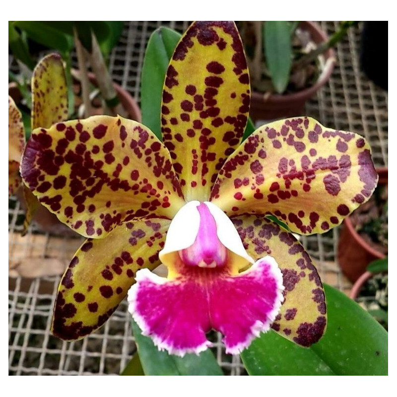 BLC. DURIGAN ' ARIES'