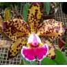 BLC. DURIGAN ' ARIES'
