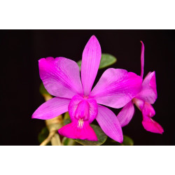 CATTLEYA WALKERIANA (FLAMEA X FLAMEA)