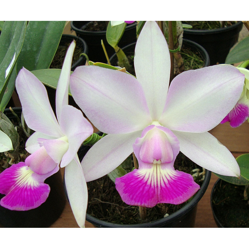 CATTLEYA WALKERIANA SEMI-ALBA (ORLANDO MAZETTO X TOKIO)