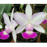 CATTLEYA WALKERIANA SEMI-ALBA (ORLANDO MAZETTO X TOKIO)