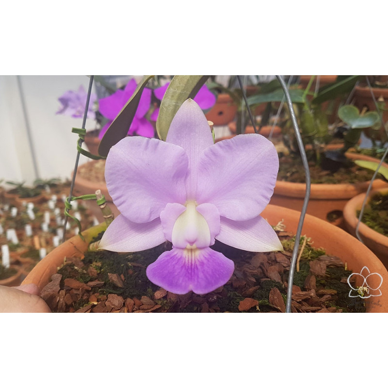 CATTLEYA WALKERIANA COERULEA X COERULEA