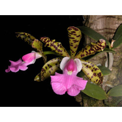 CATTLEYA ACLANDIAE TIPO