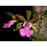 CATTLEYA ACLANDIAE TIPO