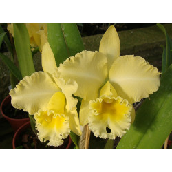 BLC. DELTA KING ' TANGERGLOW'