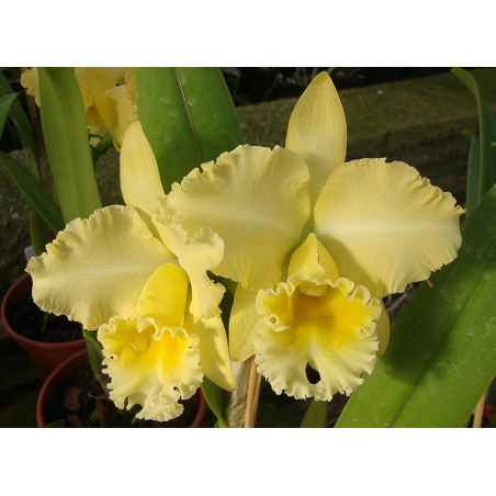 BLC. DELTA KING ' TANGERGLOW'