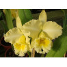 BLC. DELTA KING ' TANGERGLOW'