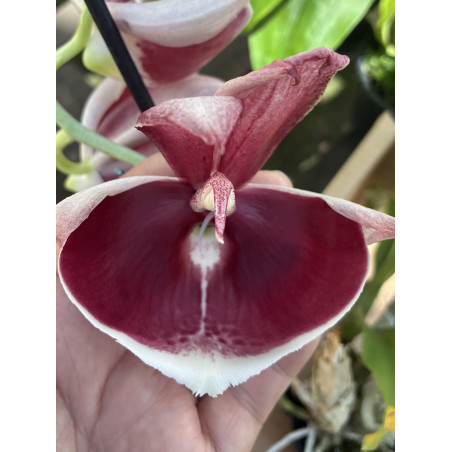 CATASETUM PILEATUM IMPERIALIS ' PIERRE COURRET'