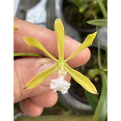 ENCYCLIA BRAGANCAE