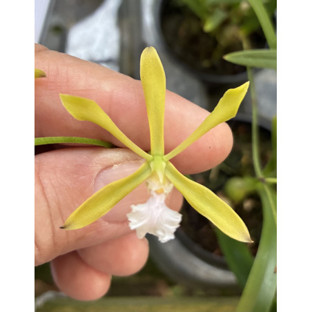 ENCYCLIA BRAGANCAE