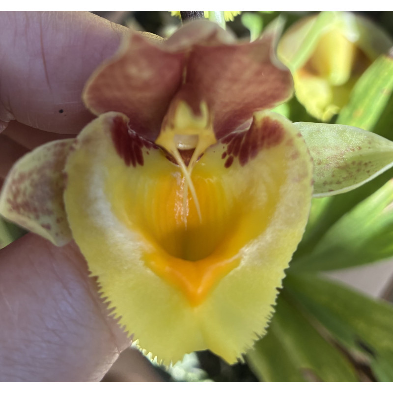 CATASETUM FANFAIR