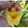 CATASETUM FANFAIR