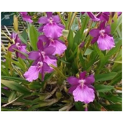 MILTONIA ( LEUCOGLOSSA X MOORELIANA)