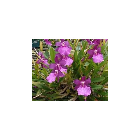 MILTONIA ( LEUCOGLOSSA X MOORELIANA)