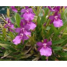 MILTONIA ( LEUCOGLOSSA X MOORELIANA)