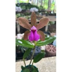CATTLEYA BICOLOR BRONZE X IDEM