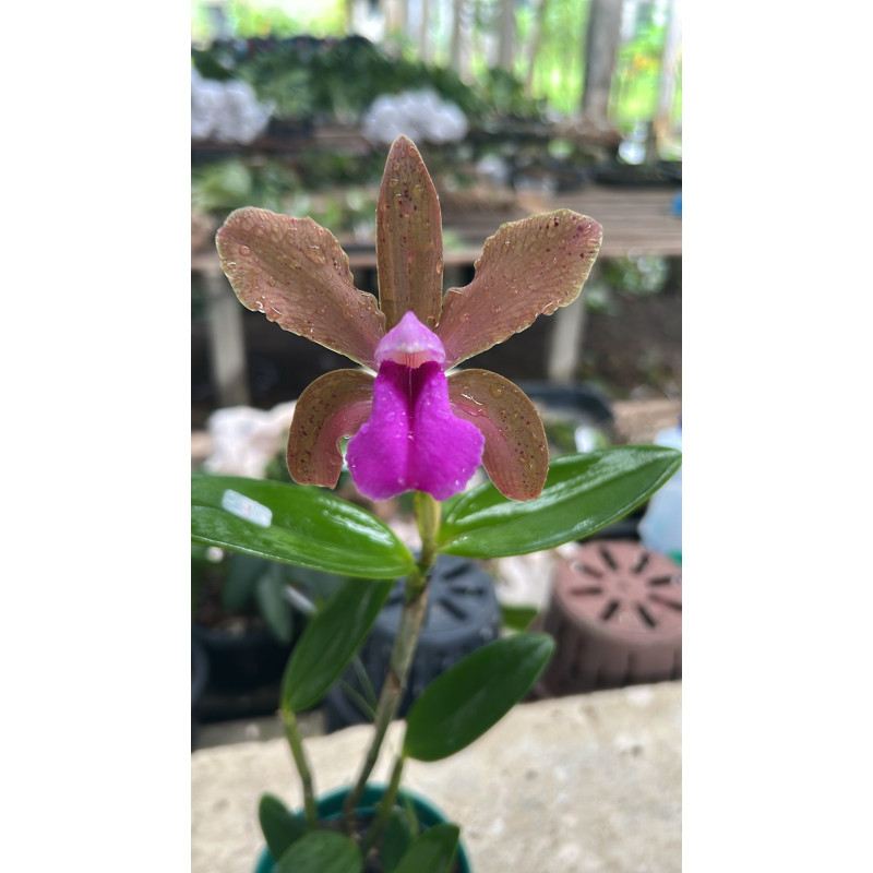 CATTLEYA BICOLOR BRONZE X IDEM
