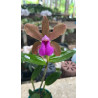 CATTLEYA BICOLOR BRONZE X IDEM