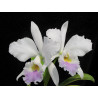 CATTLEYA LABIATA AMESIANA X IDEM