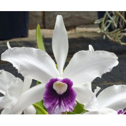 LAELIA PURPURATA ROXO-VIOLETA X IDEM