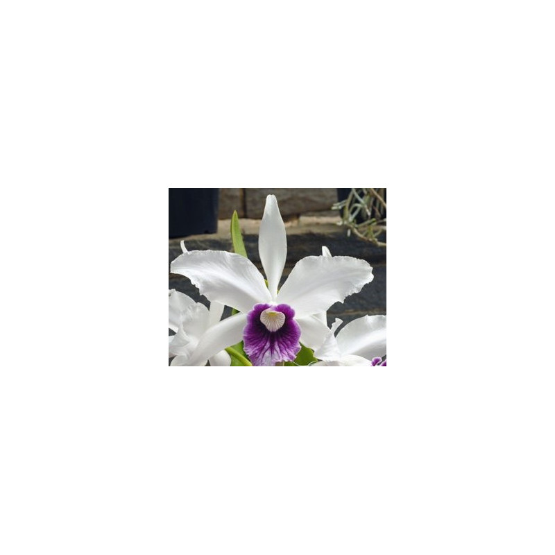 LAELIA PURPURATA ROXO-VIOLETA X IDEM