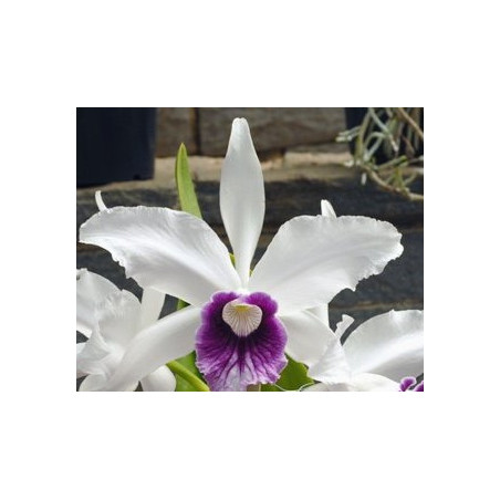 LAELIA PURPURATA ROXO-VIOLETA X IDEM